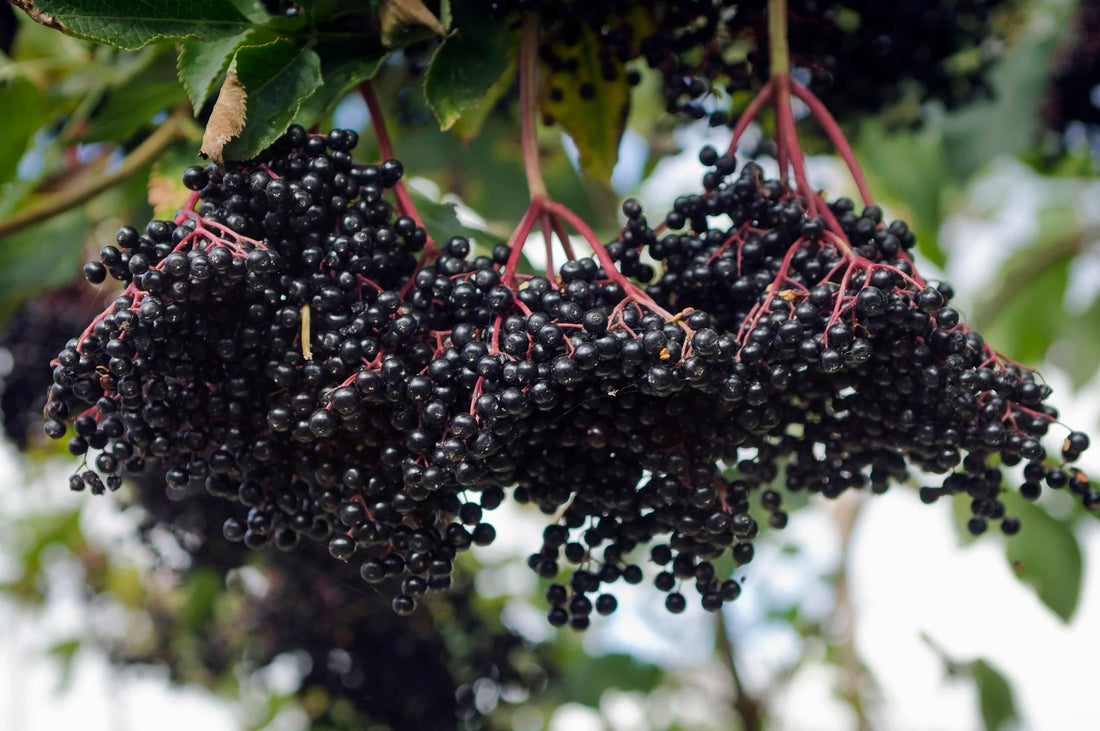 Elderflower  with ripe berries