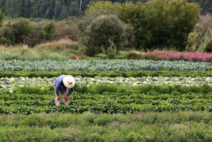 Man farming