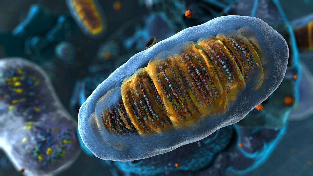 Why Mitochondria Support Is a Smart Strategy for Healthy Aging