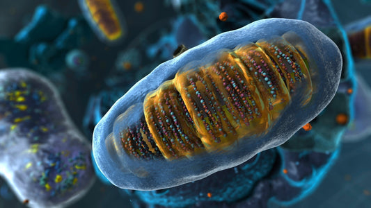 Why Mitochondria Support Is a Smart Strategy for Healthy Aging