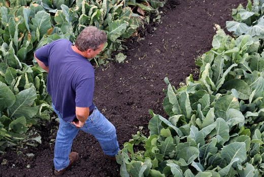 Man walking in a farm