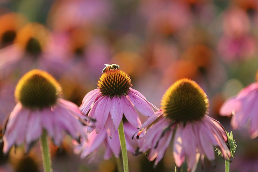 Plan Bee: The Factors Farms® Apiary