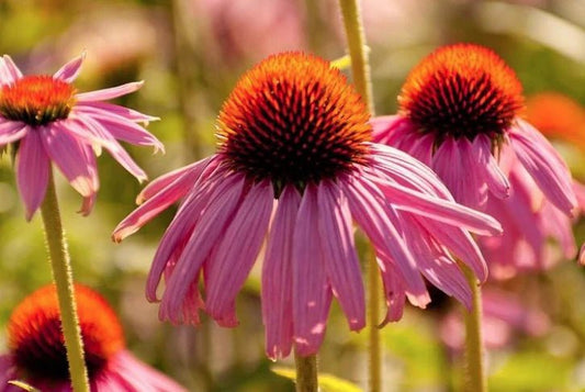 Echinacea - My Family Heirloom - Natural Factors USA