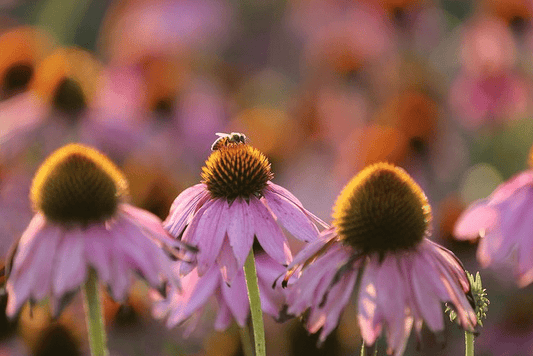 Plan Bee: The Factors Farms® Apiary - Natural Factors USA