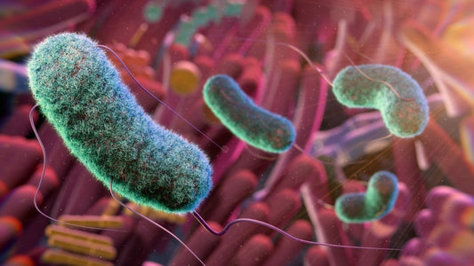 Postbiotics Explained: Why Butyric Acid Matters for Gut Health - Natural Factors USA