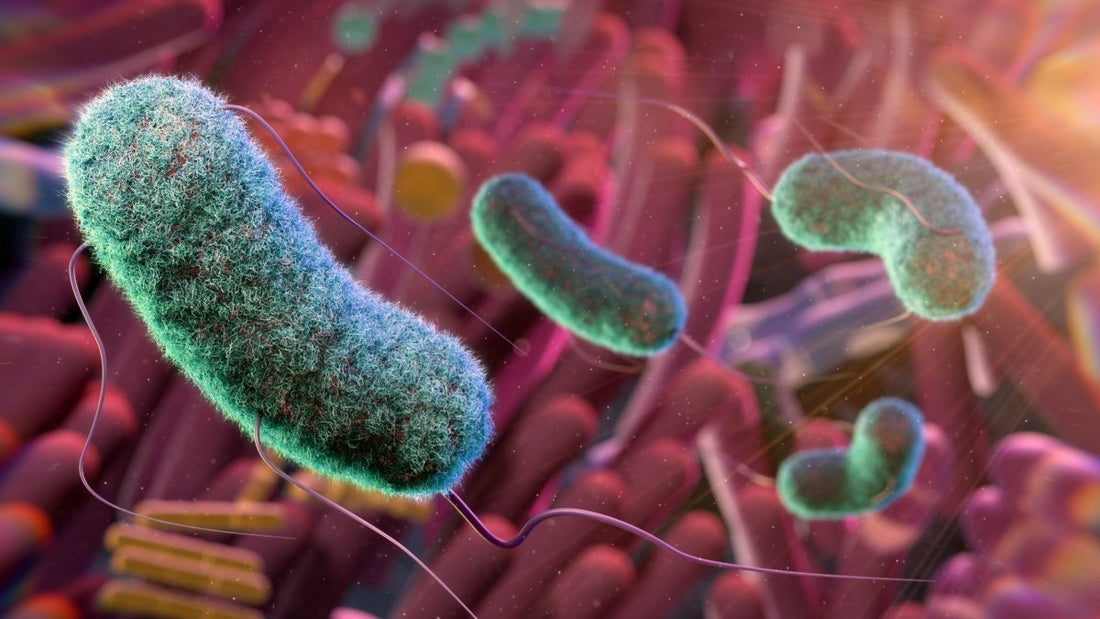 Postbiotics Explained: Why Butyric Acid Matters for Gut Health - Natural Factors USA