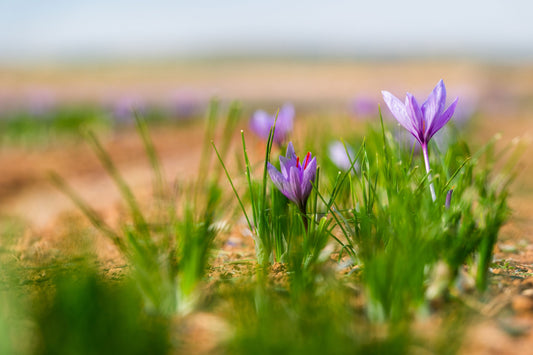 Why young adults are choosing saffron for mood support and emotional balance*