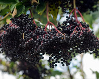 Top Four Benefits of Elderberry - Natural Factors USA