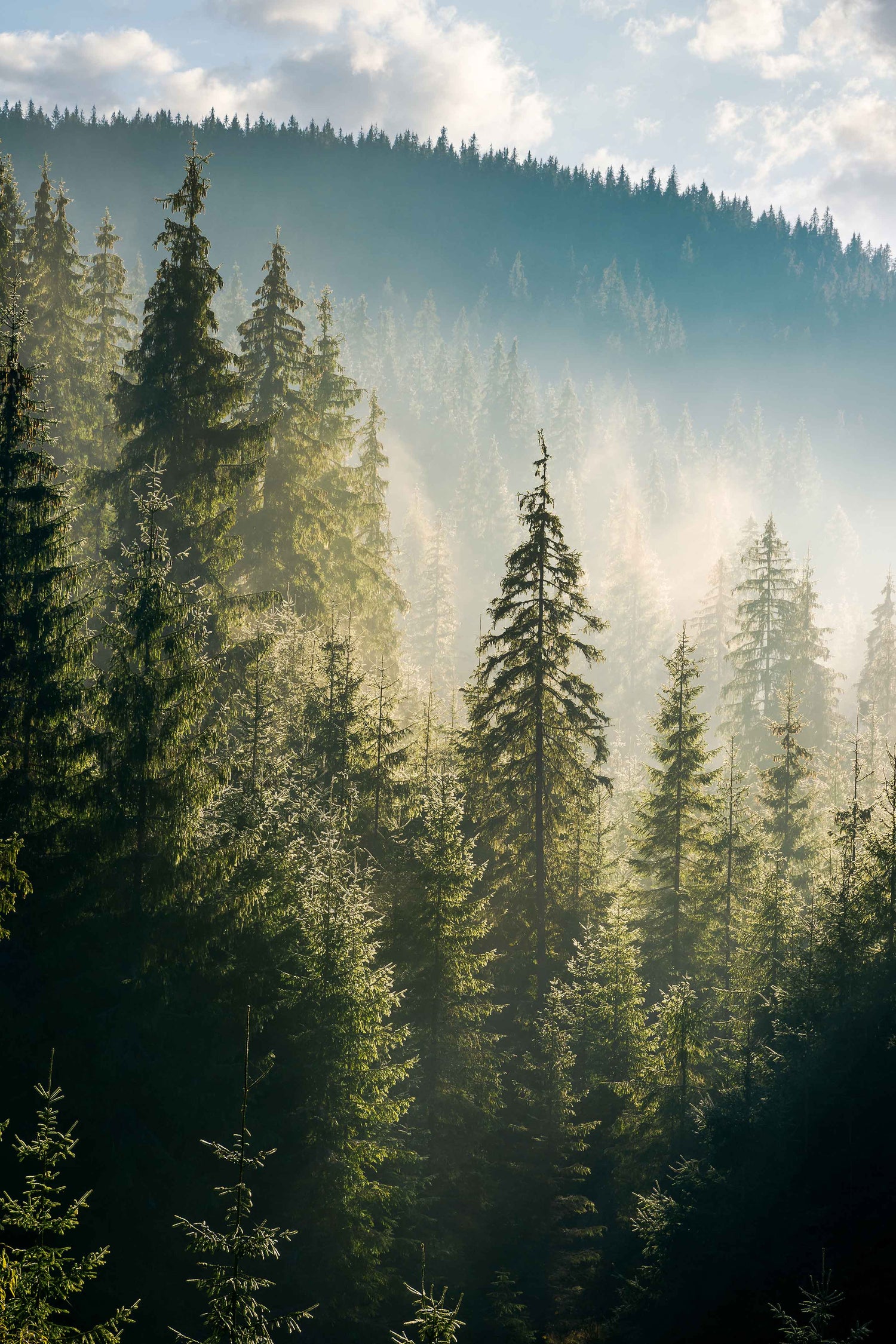 Tall evergreen trees on a mountain on a misty morning 