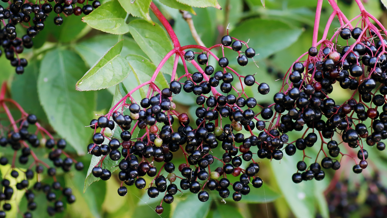 Black Elderberry | Natural Factors USA