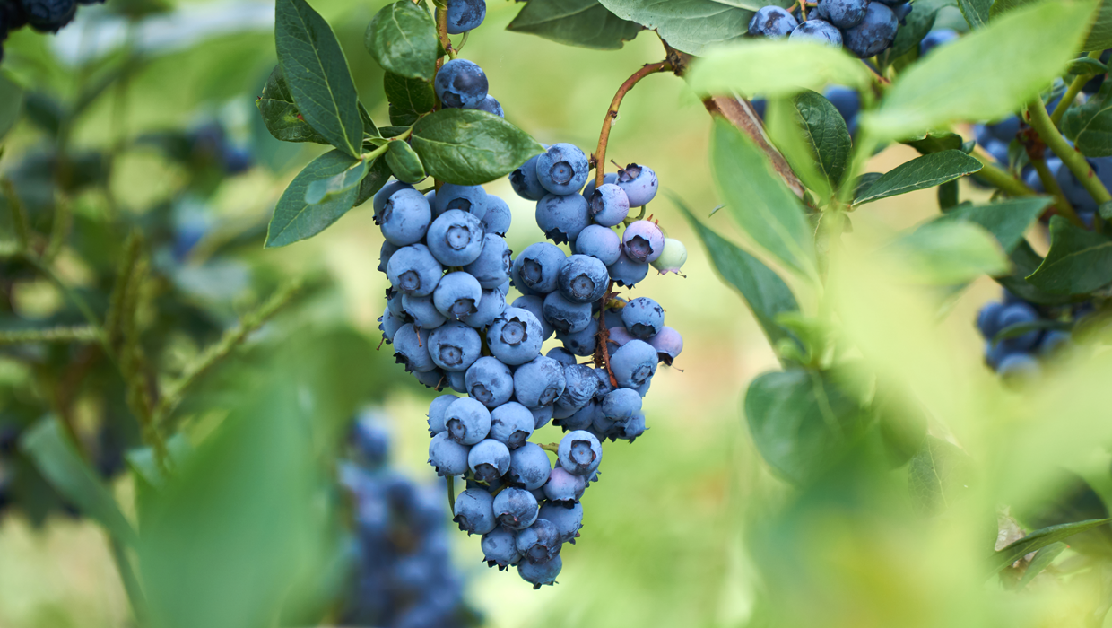 Blueberry