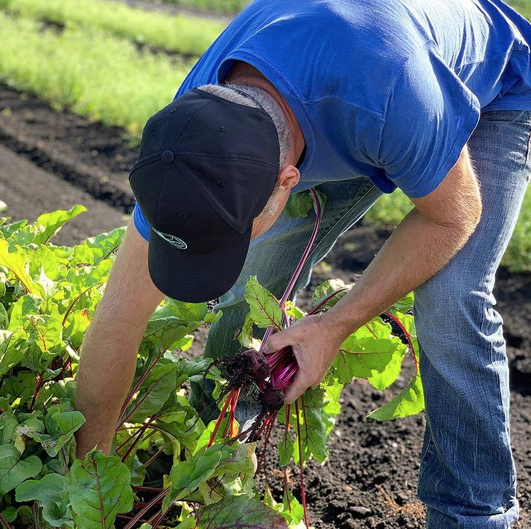 Factors Farm lead farmer pulls fresh beets from the dark nutrient rich soil 