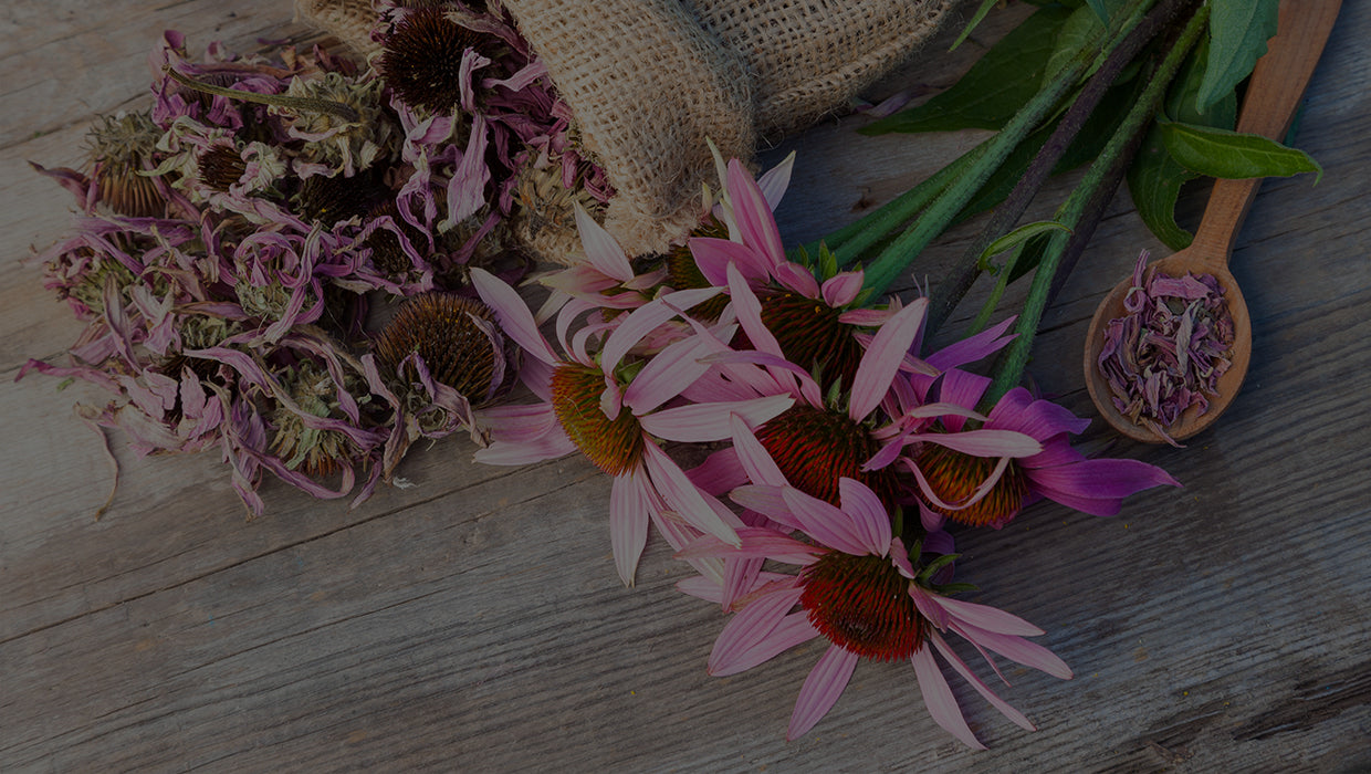 Echinacea and dried echinacea flowers