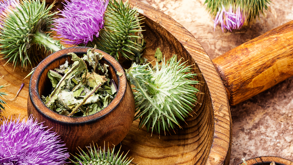 Health Benefits Of Milk Thistle Natural Factors USA