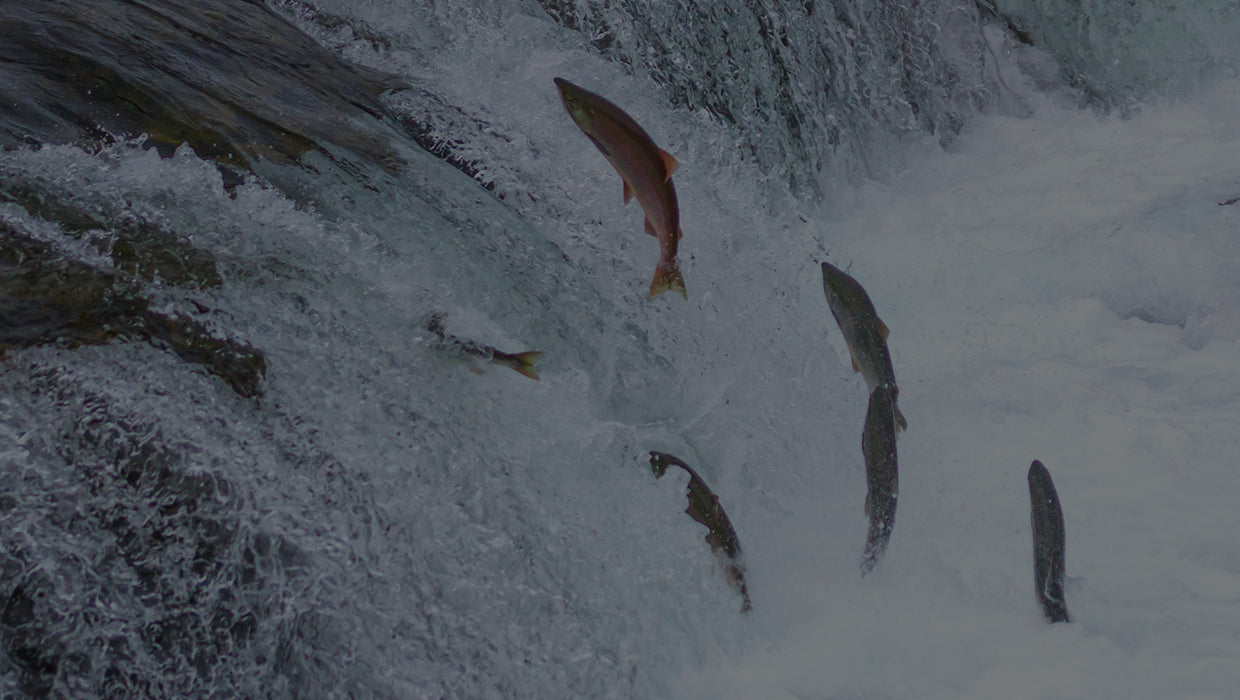 Wild Alaskan salmon jumping up river