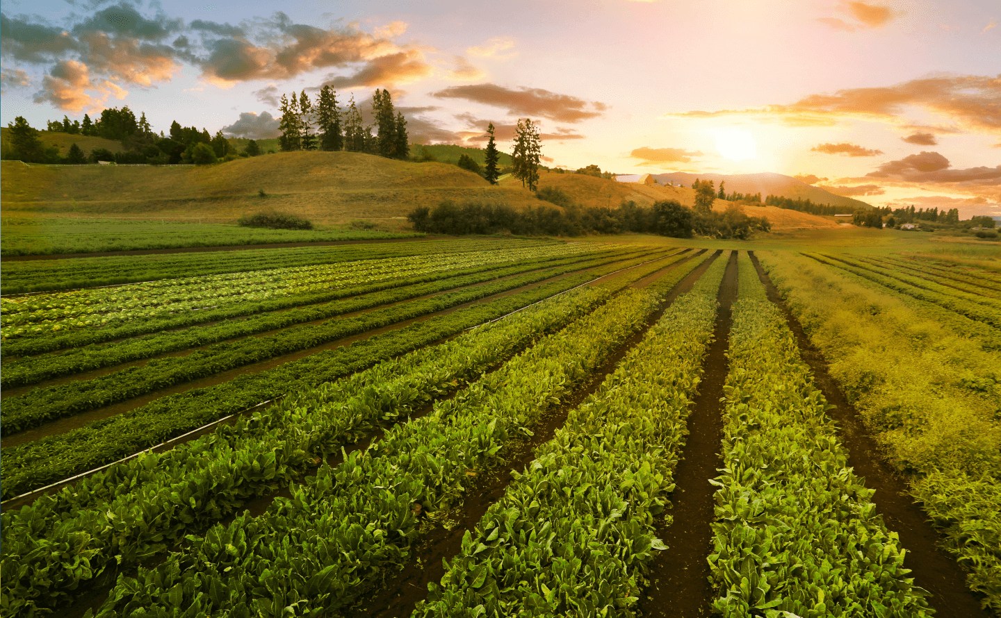 Load video: Every story has a beginning, and ours begins at the source. We go to great lengths to nurture, cultivate, and source ingredients that support your health and well-being.