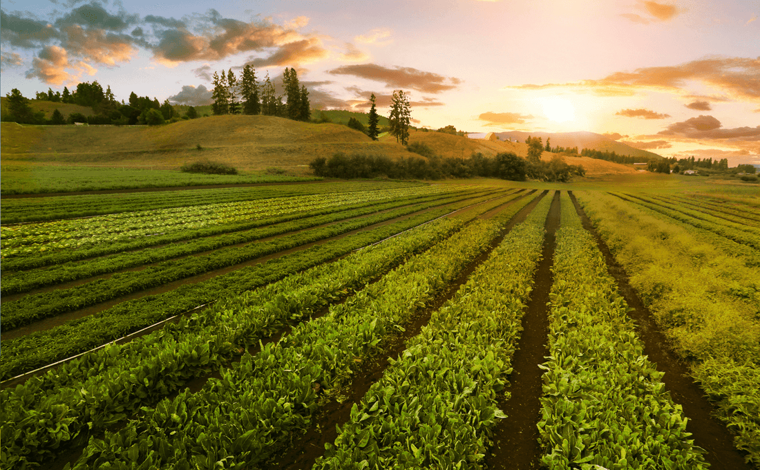 Every story has a beginning, and ours begins at the source. We go to great lengths to nurture, cultivate, and source ingredients that support your health and well-being.