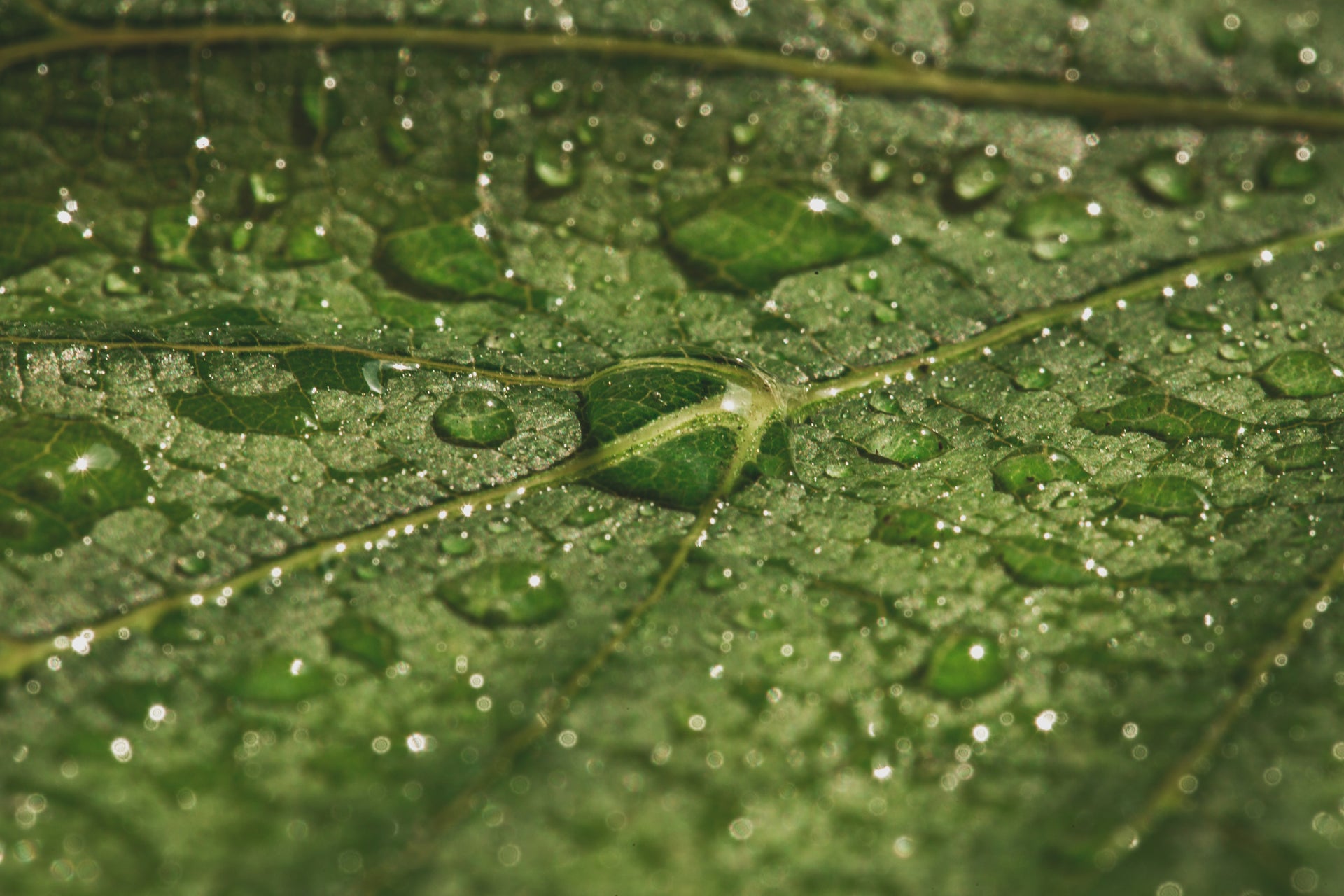  wet dew a green leaf close texture